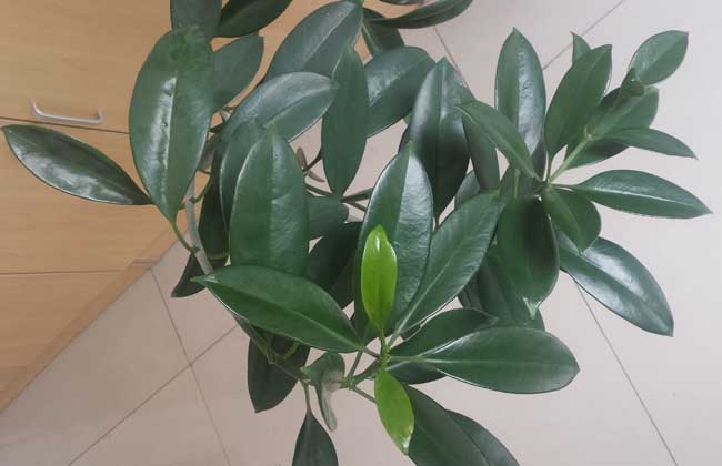 橡皮树能放卧室吗