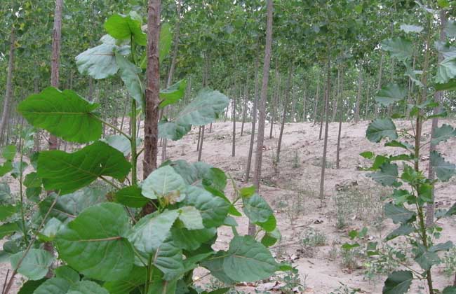 杨树