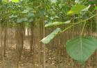 白杨树种植技术