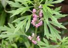 益母草种子怎么种？