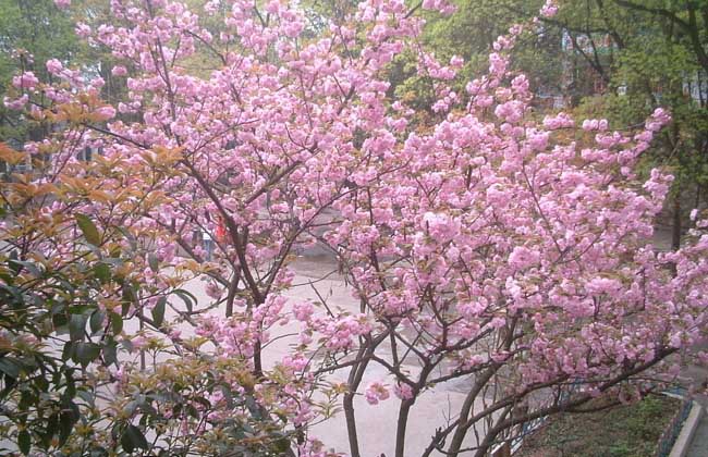 樱花的花语