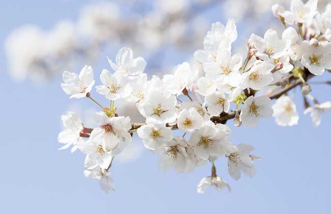 樱花