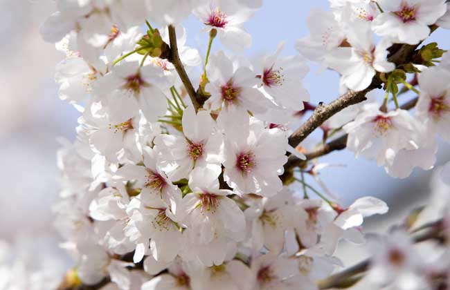 樱花树