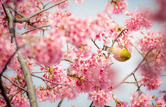 樱花树