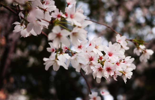 樱花树