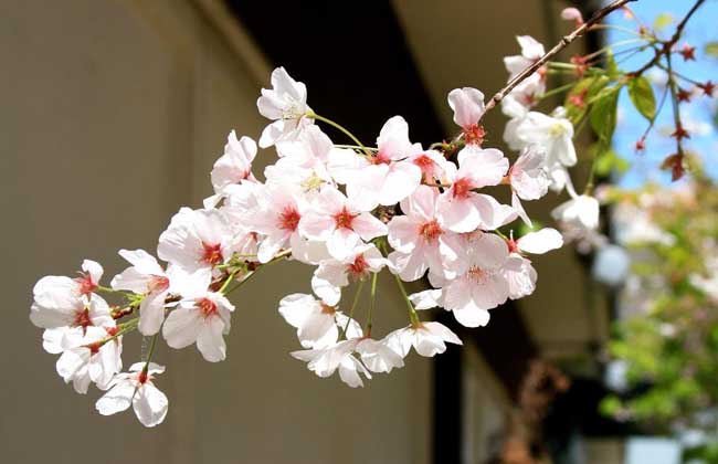 樱花树