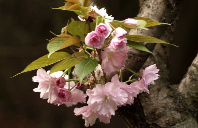 樱花树