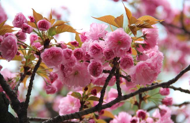 樱花树