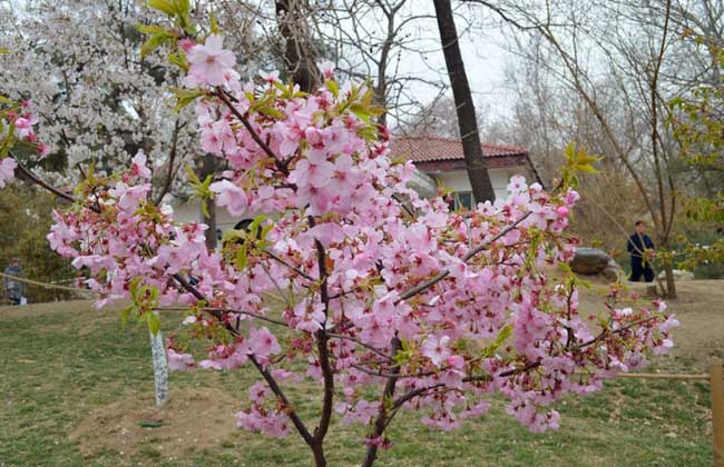 樱花树