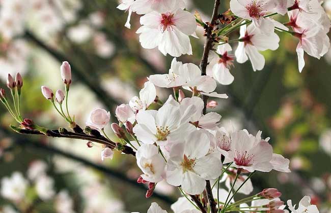 樱花树