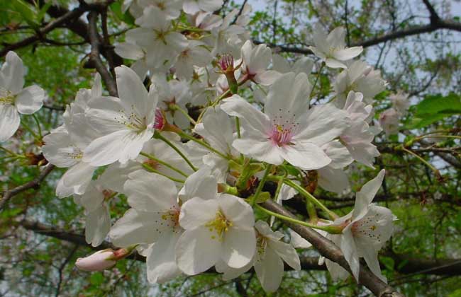 东京樱花
