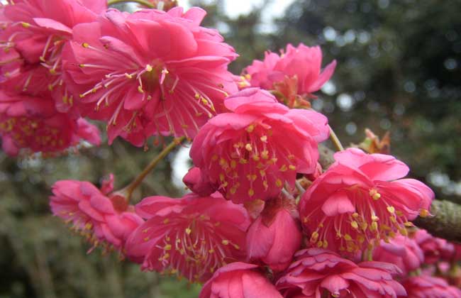 山樱花
