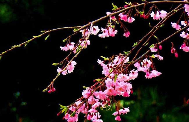 垂枝樱花