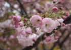 樱花种类图片大全
