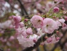 樱花种类图片大全