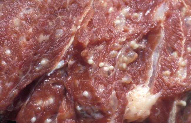 米猪肉是什么肉？