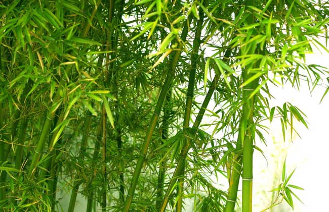 青梅竹马