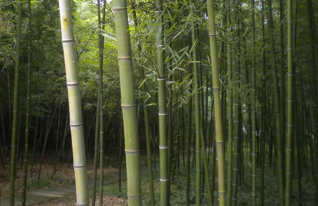 胸有成竹