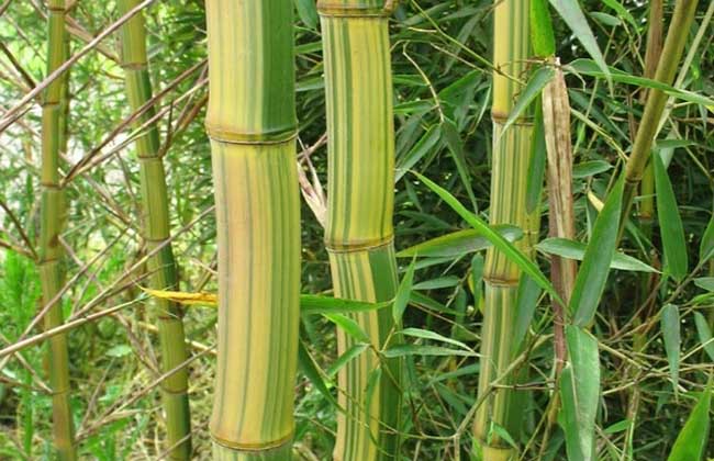 胸有成竹