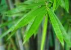 毛竹是什么植物？