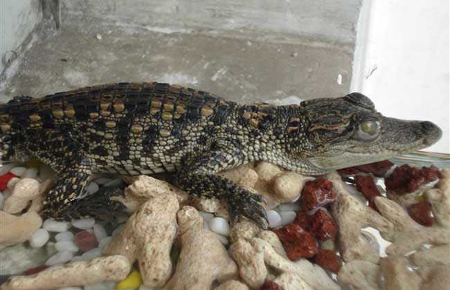 宠物鳄鱼怎么养？