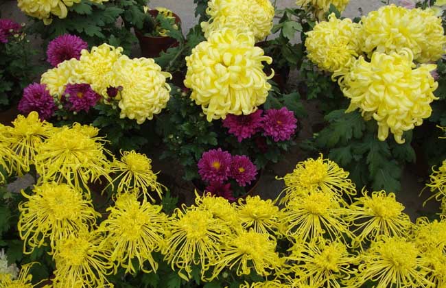 菊花有哪些颜色