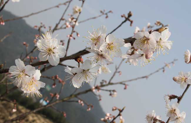 春天开的花有哪些