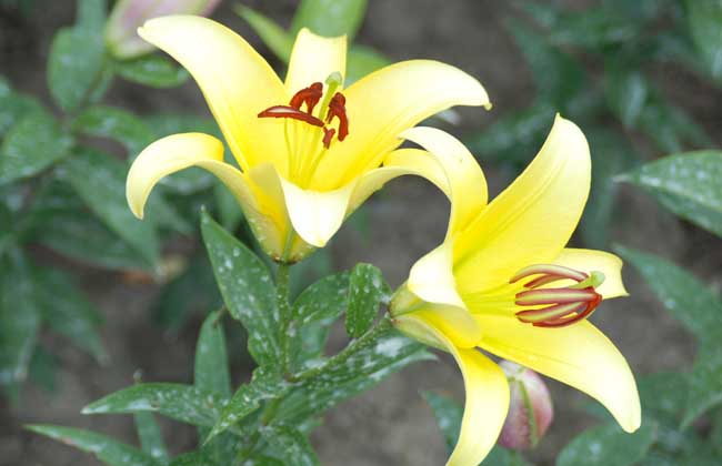 百合花