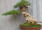 黄荆盆景制作与养护