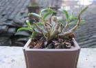 石斛盆栽的种植方法