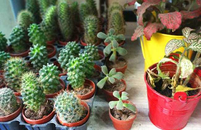 DIY植物宠物店