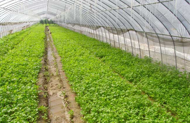 种植大棚需要多少钱