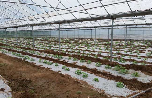 种植大棚需要多少钱