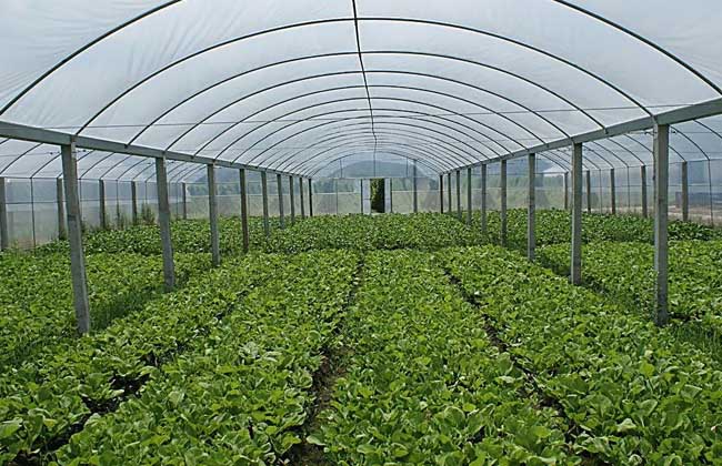 种植大棚需要多少钱