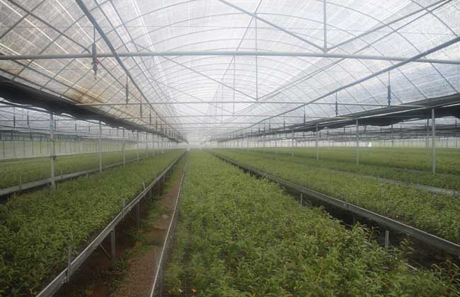 种植大棚需要多少钱