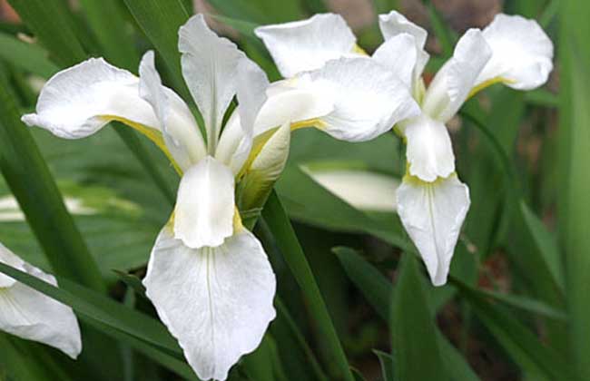 燕子花