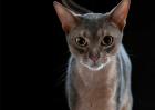 阿比西尼亚猫多少钱？