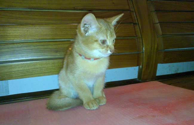 埃及猫的神话传说