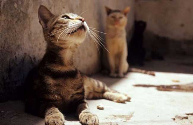 埃及猫的神话传说