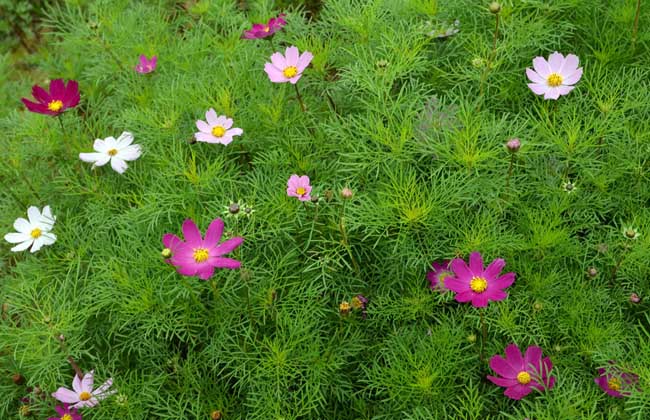 波斯菊种植方法