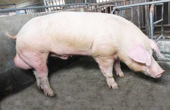 长白猪养殖技术