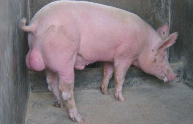 长白猪养殖技术