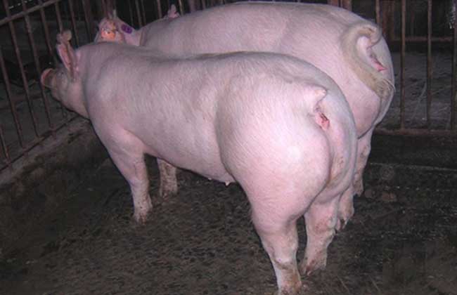 长白猪养殖技术