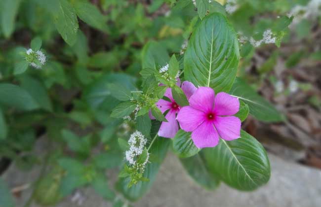 长春花种子怎么种
