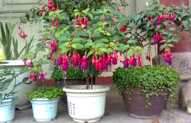 灯笼花养殖方法