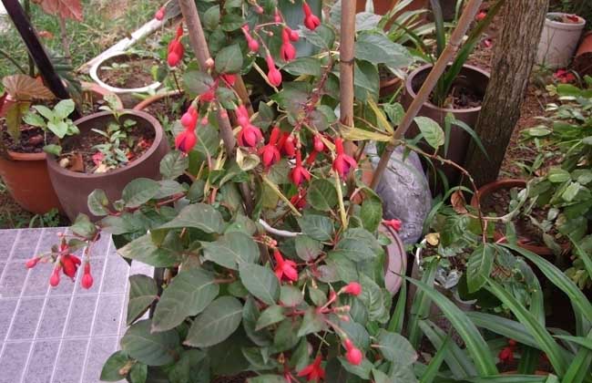 灯笼花养殖方法