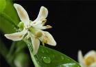 代代花的功效与作用