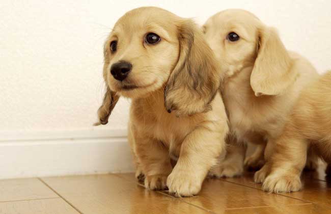 狂犬病会传染吗