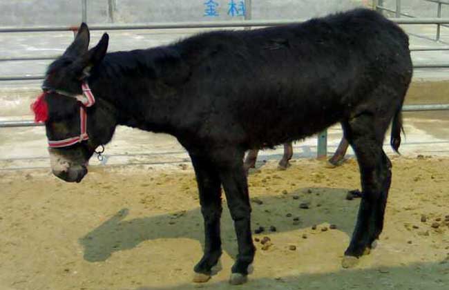 泌阳驴养殖技术
