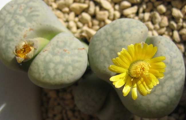 生石花怎么繁殖